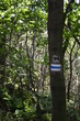 Niebieski szlak turystyczny na Ślężę, oznaczenie na drzewie