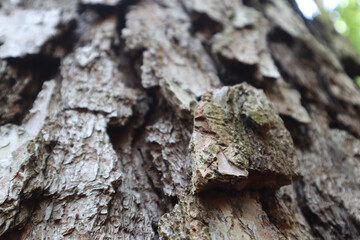 Poster - Closeup of a pine tree trunk bark details with hints of moss in the forest