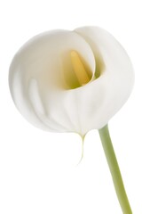 Wall Mural - Calla Lily Flower
