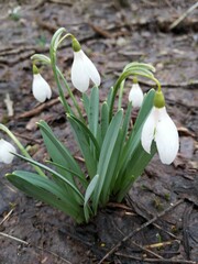 Wall Mural - snowdrops in spring