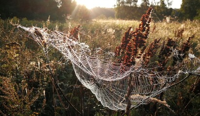 a drop of water on a spider web