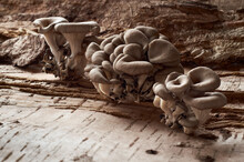Three Groups Of Fresh Oyster Mushrooms On Birch Bark. Close-up, Monochrome, Diet Product..