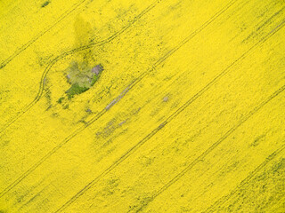 Wall Mural - Aerial view of field of yellow blooming canola