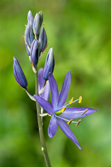 Wall Mural - selective focus of a blossomed beautiful purple camassia flower