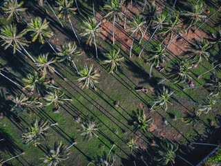 There are beautiful tall palm trees, tropical landscape, aerial view, background