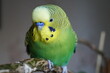 © Vitaly_MOKK - Yellow-green budgie sitting on a branch. Indoors. Close up.