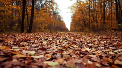 autumn nature in the forest. camera moving forward through falling orange leaves on ground. gimbal s
