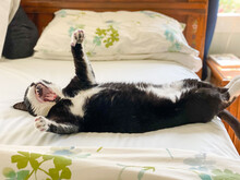 Young Tuxedo Cat Laying On Its Back On A Bed Yawning  With Its Paws In The Air.