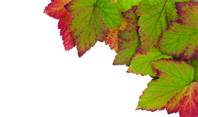 Wall Mural - Colorful fall leaves of black currant isolated on a white background. Top view.