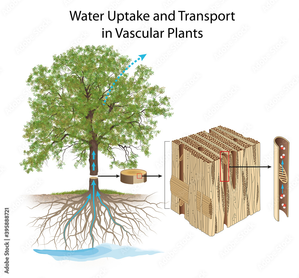Water Uptake and Transport in Vascular Plants Stock Illustration ...