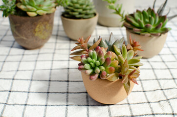 Wall Mural - Red and green echeveria sedum succulent plant arrangement in mini clay pots on plaid table cloth background