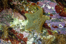 Cushion Star Or Gibbous Starlet (Asterina Gibbosa) In Mediterranean Sea