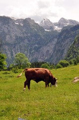 Poster - Seletalm am Königssee