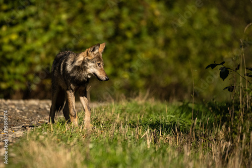 Cuadros en Lienzo Young Grey Wolf. The Carpathian Mountains. Poland