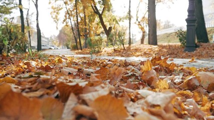 Wall Mural - Falling dry yellow autumn leaves on the alley close-up. Slow motion