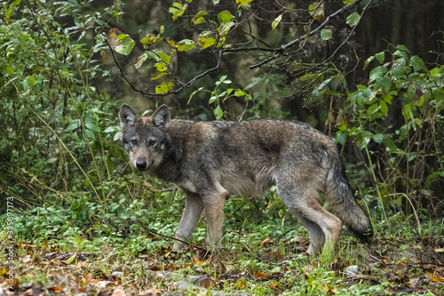 Fotografía Young Grey Wolf. The Carpathian Mountains. Poland