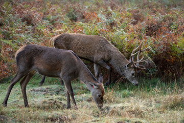 Wall Mural - beautiful image of red deer stag in vibrant golds and browns of autumn fall landscape forest