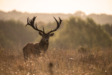 Wall Mural - beautiful image of red deer stag in vibrant golds and browns of autumn fall landscape forest