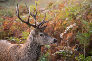 Wall Mural - beautiful image of red deer stag in vibrant golds and browns of autumn fall landscape forest
