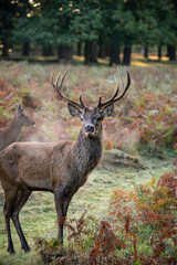Wall Mural - beautiful image of red deer stag in vibrant golds and browns of autumn fall landscape forest