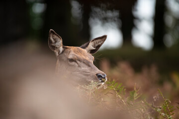 Wall Mural - beautiful image of red deer doe in vibrant gold and brown woodland landscape setting