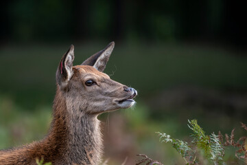 Wall Mural - beautiful image of red deer doe in vibrant gold and brown woodland landscape setting