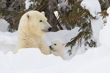 Polar Bear Mother (Ursus Maritimus) With New Born Cub At Den, Playing Together, Wapusk National Park, Manitoba, Canada.
