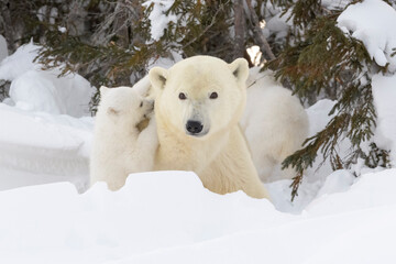 Wall Mural - polar bear mother (ursus maritimus) with new born cub at den, playing together, wapusk national park