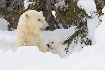 Wall Mural - polar bear mother (ursus maritimus) with new born cub at den, playing together, wapusk national park