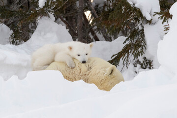 Wall Mural - polar bear mother (ursus maritimus) with new born cub at den, playing together, wapusk national park