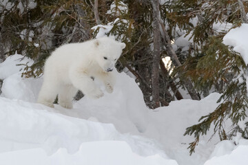 Wall Mural - polar bear (ursus maritimus) new born cub playing and jumping in front of den, wapusk national park,