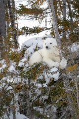 Wall Mural - polar bear (ursus maritimus) new born cub playing and climbing in tree, wapusk national park, manito