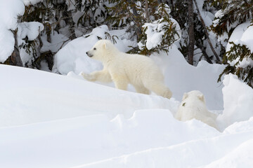 Wall Mural - polar bear (ursus maritimus) new born cubs playing in front of den, wapusk national park, manitoba, 
