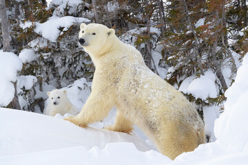 Wall Mural - polar bear mother (ursus maritimus) with new born cub at den, looking at camera, wapusk national par