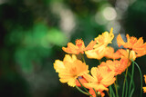 Fototapeta Tulipany - close-up of many yellow-orange Sulfur Cosmos or Mexican Aster flowers On a green background and circle bokeh