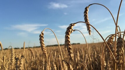 Wall Mural - Golden ears of wheat in the field. The camera moves through a wheat field