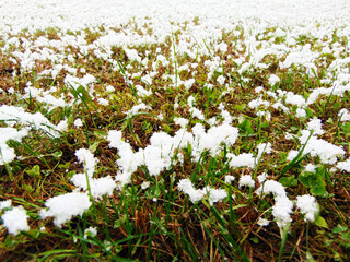 Wall Mural - snow on the green grass