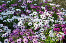 Blue And White African Daisies