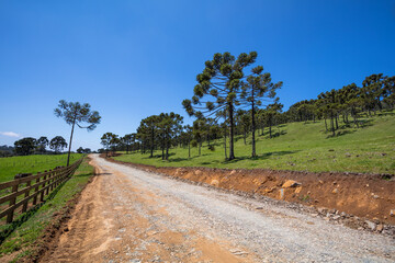 Canvas Print - Paisagem rural com estrada de terra