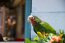 Zielona Papuga Na Wolności Na Tle Niebieskiego Budynku.