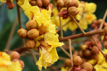 Sticker - Peltophorum pterocarpum flower are blooming