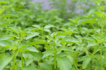 Canvas Print - Hairy Basil are growing in the garden and green leaf