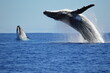 © Scott - breaching humpback whales 1