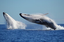 Breaching Humpback Whales 1