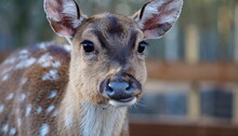 Young Deer Portrait, Animal Park Visit