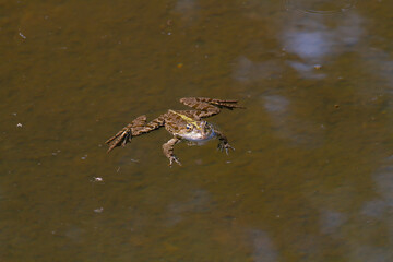 frog on the water surface in a pond in the park in nature during the day