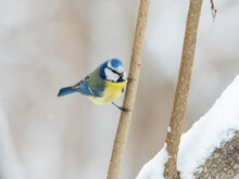 Eurasian Blue Tit (Cyanistes Caeruleus) In Winter Frosty Weather In The Snow. The Eurasian Blue Tit (Cyanistes Caeruleus) Is A Small Passerine Bird In The Family Paridae.