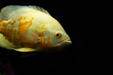 Astronotus ocellatus fish also known as Oscar fish isolated on black background.