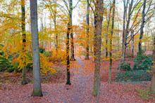 Fall In The Forest In The Netherlands