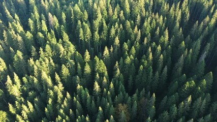 Wall Mural - Aerial drone top down fly over autumn forest. Green pine and orange beech trees in Carpathian mountains. 4K UHD video